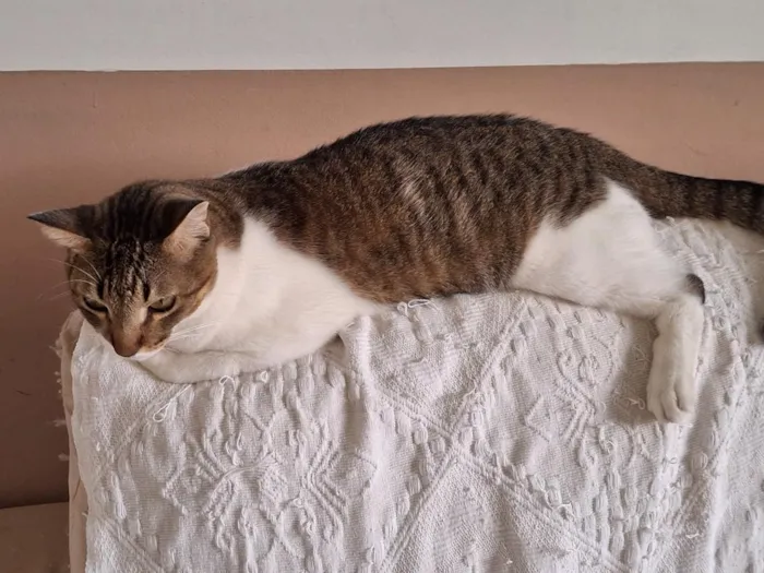 Gato raça SRD-ViraLata idade 2 anos nome Leide