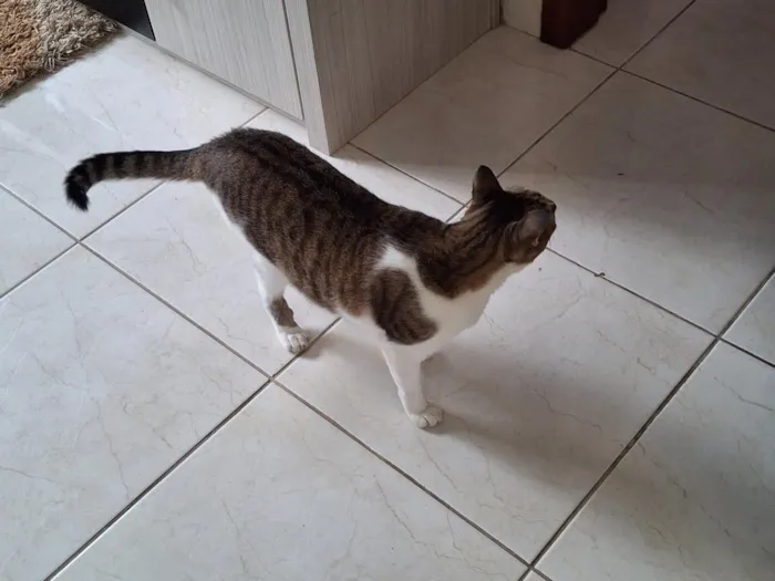 Gato raça SRD-ViraLata idade 2 anos nome Leide