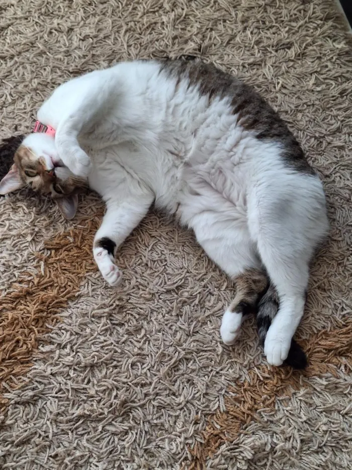 Gato raça SRD-ViraLata idade 2 anos nome Leide
