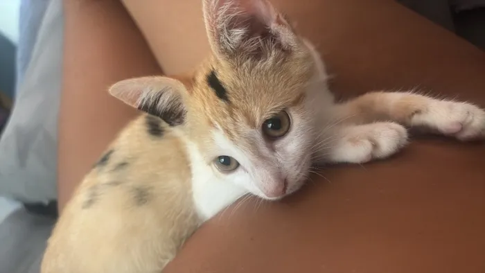 Gato raça SRD-ViraLata idade 2 a 6 meses nome Fuba