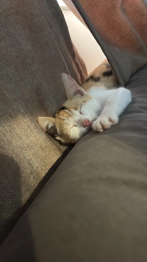 Gato raça SRD-ViraLata idade 2 a 6 meses nome Fuba
