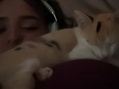 Gato raça SRD-ViraLata idade 2 a 6 meses nome Fuba