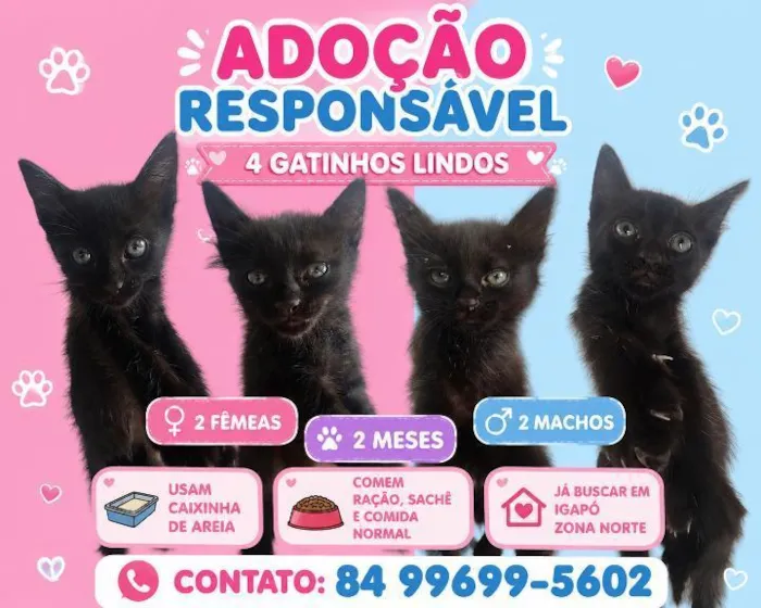 Gato raça SRD-ViraLata idade 2 a 6 meses nome Kiki Bella Antônio 