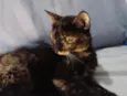 Meg