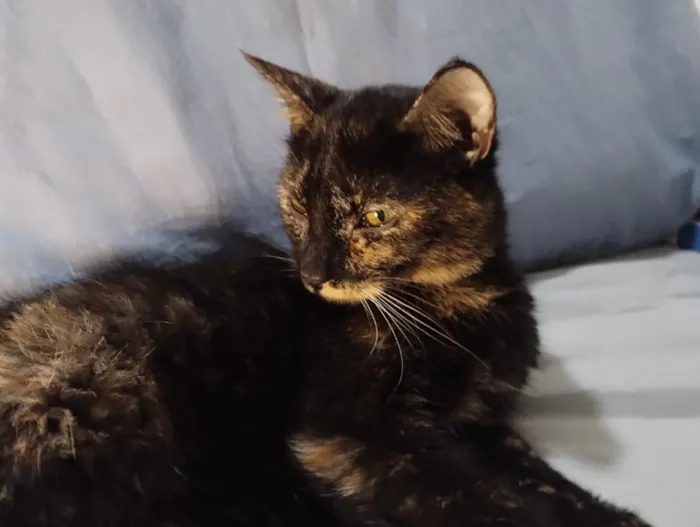 Gato raça SRD-ViraLata idade 2 a 6 meses nome Meg