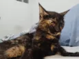 Meg