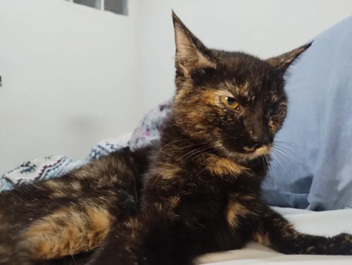Gato raça SRD-ViraLata idade 2 a 6 meses nome Meg