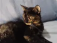 Meg