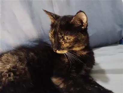 Gato raça SRD-ViraLata idade 2 a 6 meses nome Meg