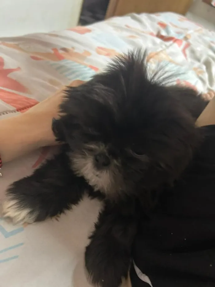 Cachorro raça Shitzu idade 2 a 6 meses nome Luna