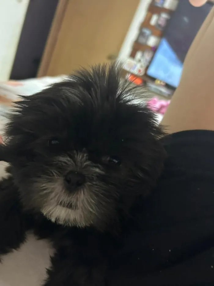 Cachorro raça Shitzu idade 2 a 6 meses nome Luna