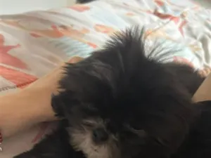 Cachorro raça Shitzu idade 2 a 6 meses nome Luna