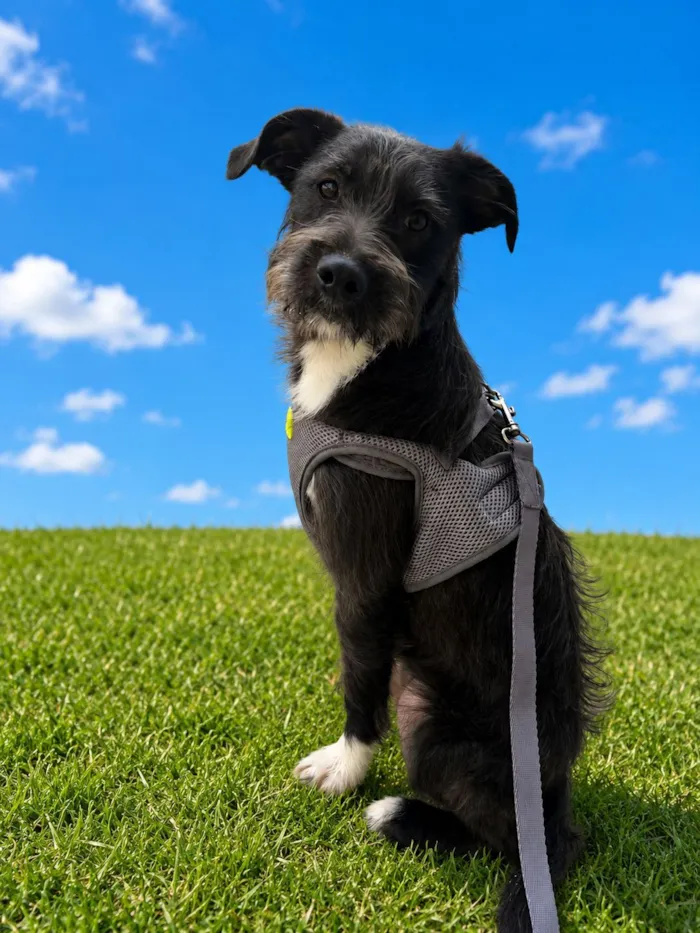 Cachorro raça SRD-ViraLata idade 7 a 11 meses nome Chico