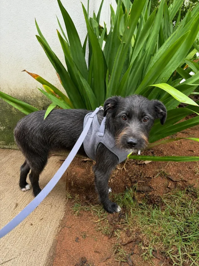 Cachorro raça SRD-ViraLata idade 7 a 11 meses nome Chico