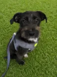 Chico