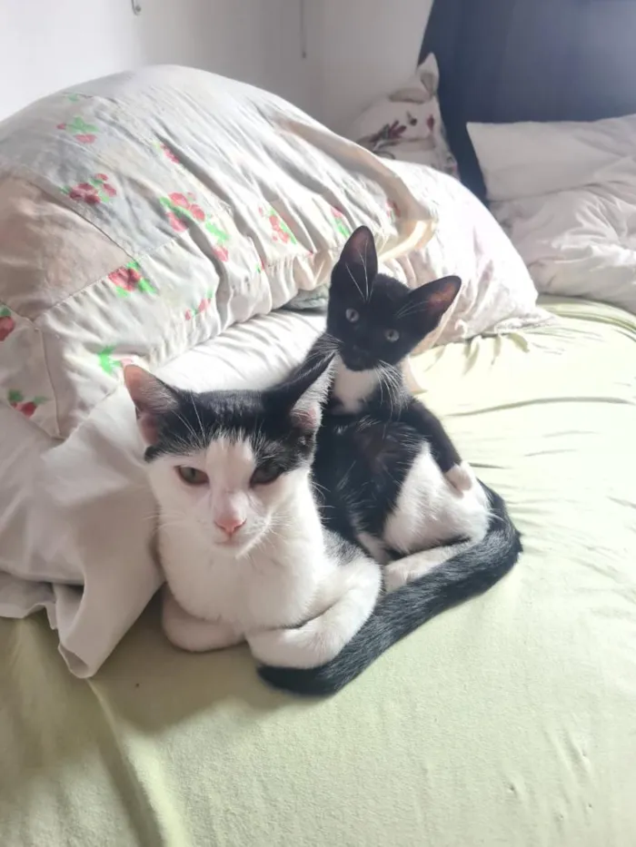 Gato raça SRD-ViraLata idade 2 a 6 meses nome Lua e Dante