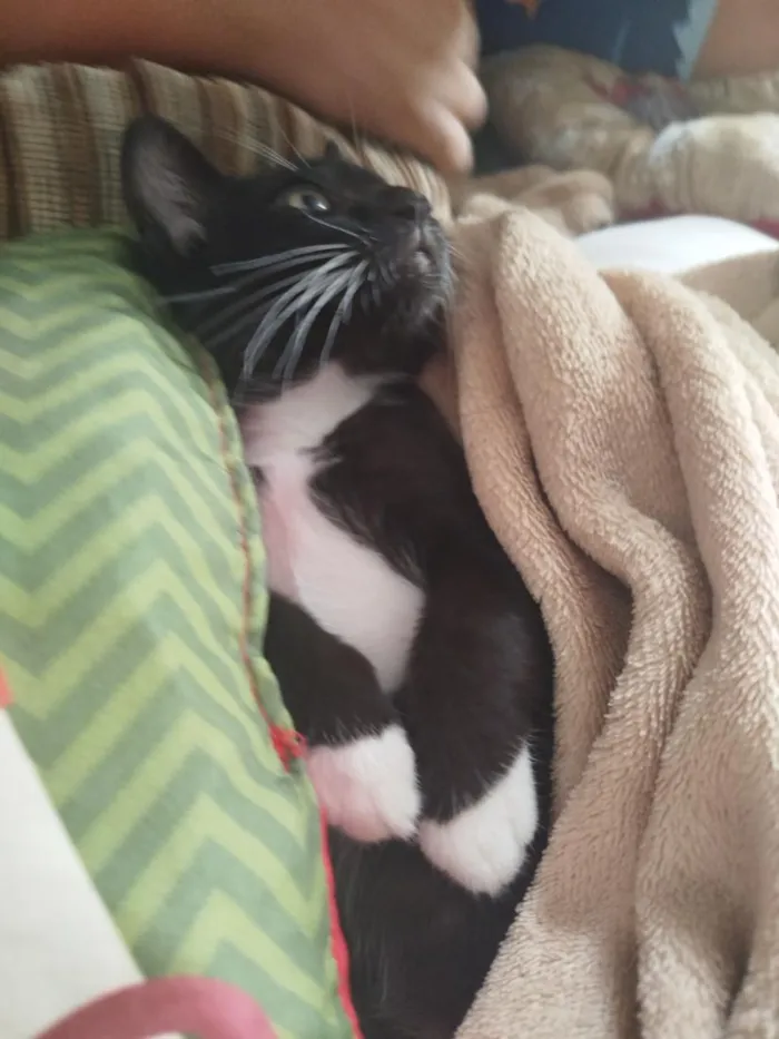 Gato raça SRD-ViraLata idade 2 a 6 meses nome Lua e Dante