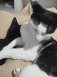 Lua e Dante