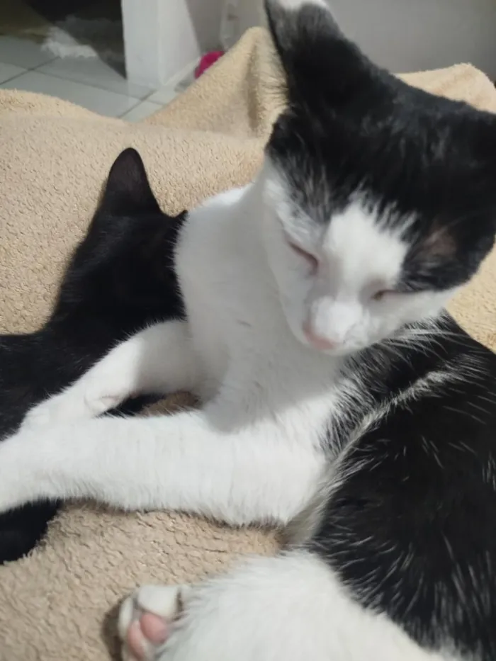 Gato raça SRD-ViraLata idade 2 a 6 meses nome Lua e Dante