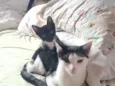 Lua e Dante