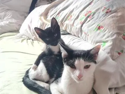 Gato raça SRD-ViraLata idade 2 a 6 meses nome Lua e Dante