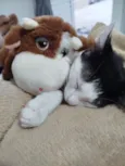 Lua e Dante