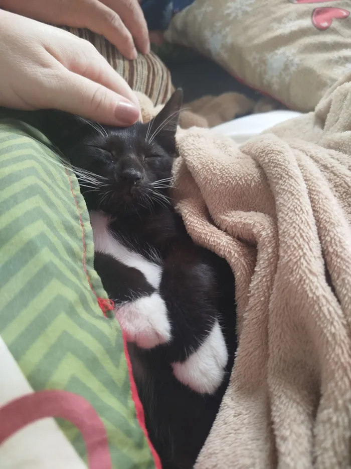 Gato raça SRD-ViraLata idade 2 a 6 meses nome Lua e Dante