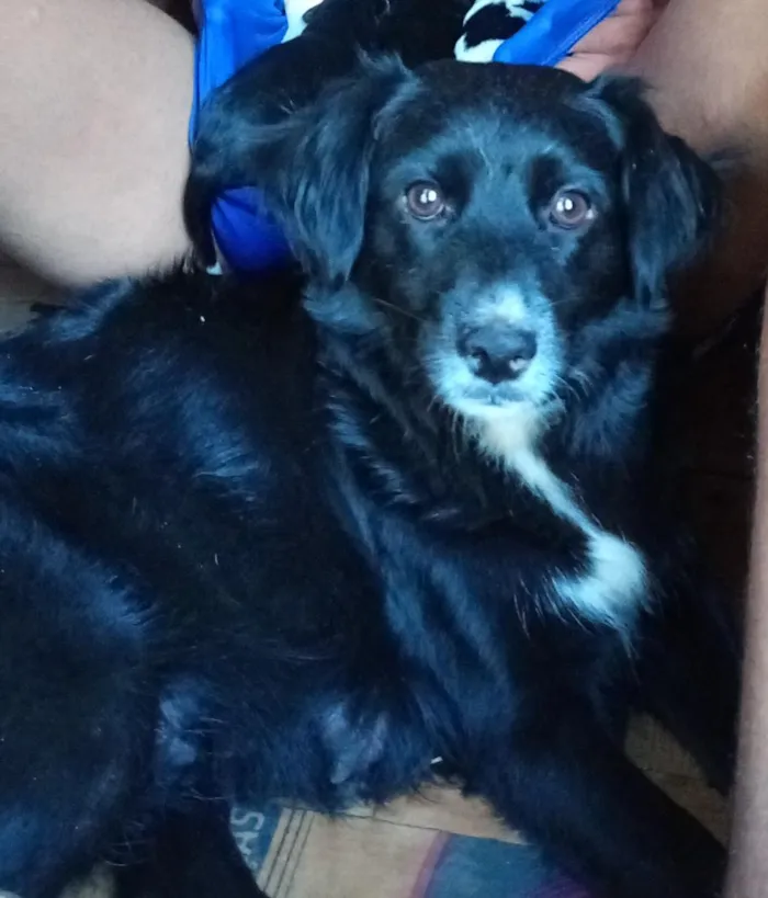 Cachorro raça SRD-ViraLata idade 1 ano nome costelinha 