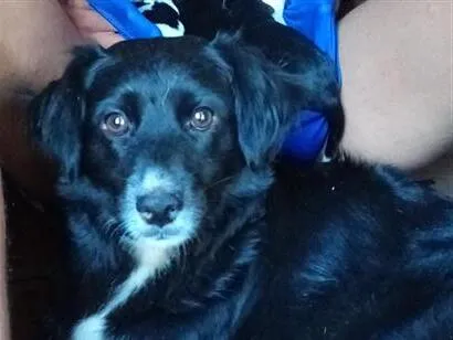 Cachorro raça SRD-ViraLata idade 1 ano nome costelinha 
