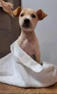 Antônia