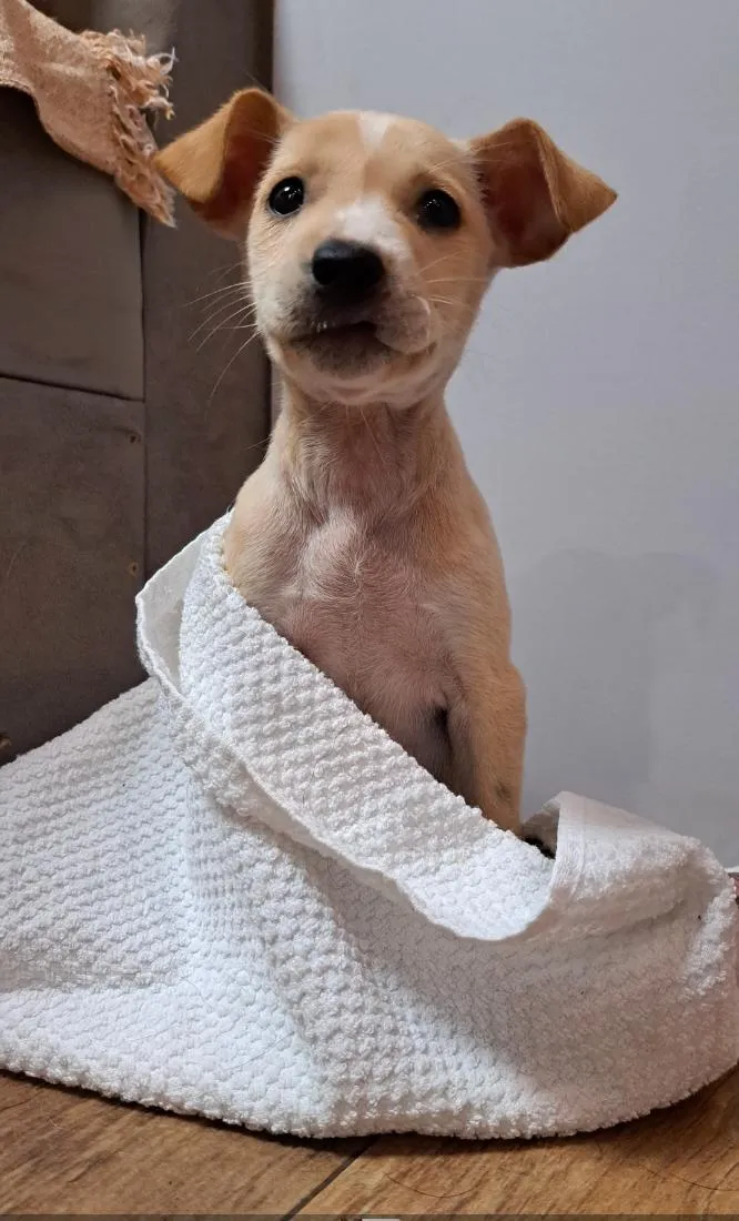 Cachorro raça SRD-ViraLata idade 2 a 6 meses nome Antônia