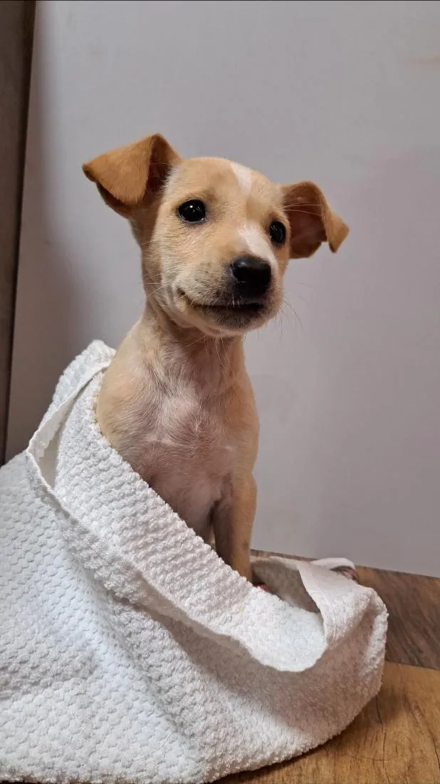 Cachorro raça SRD-ViraLata idade 2 a 6 meses nome Antônia