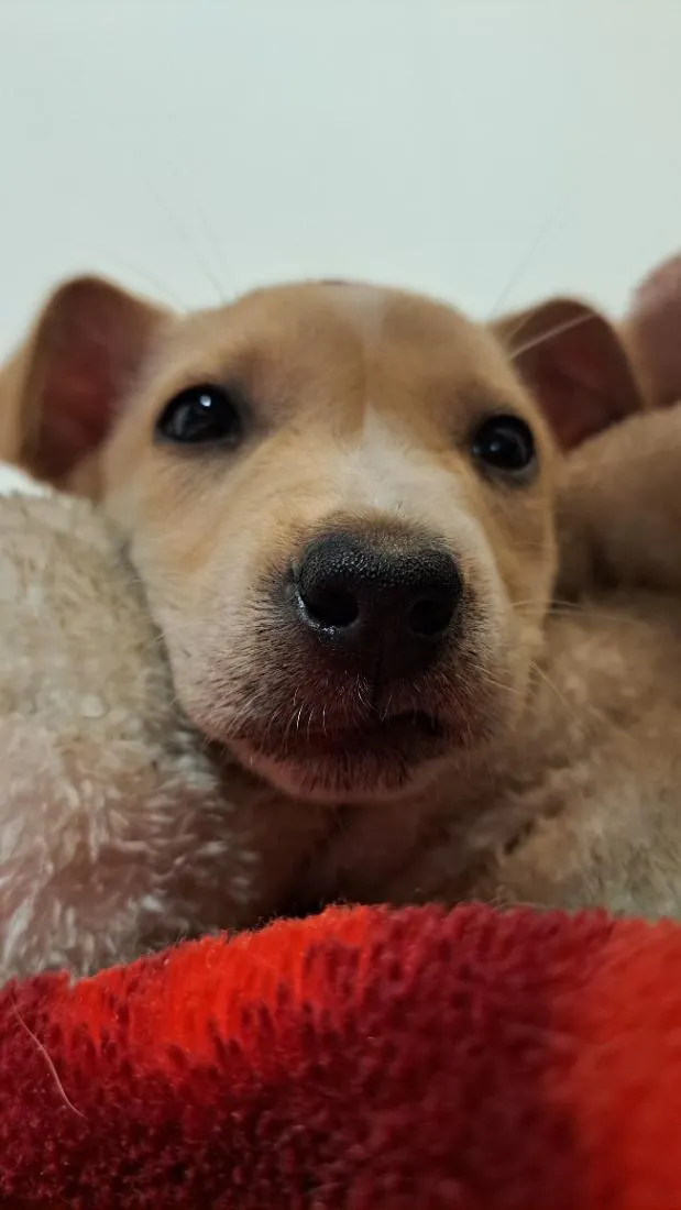 Cachorro raça SRD-ViraLata idade 2 a 6 meses nome Antônia