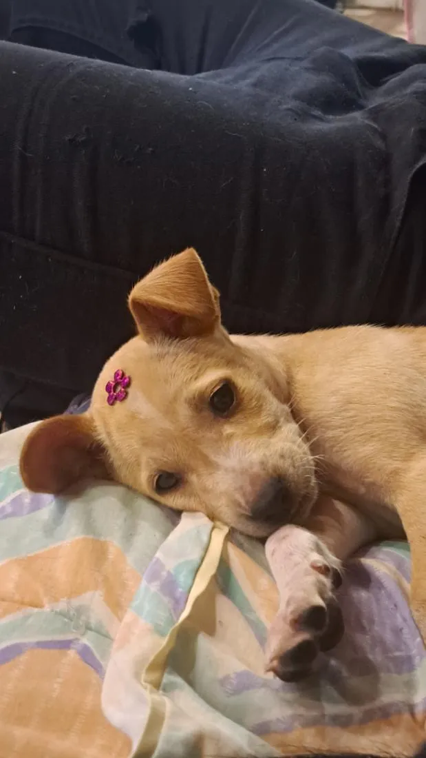 Cachorro raça SRD-ViraLata idade 2 a 6 meses nome Antônia
