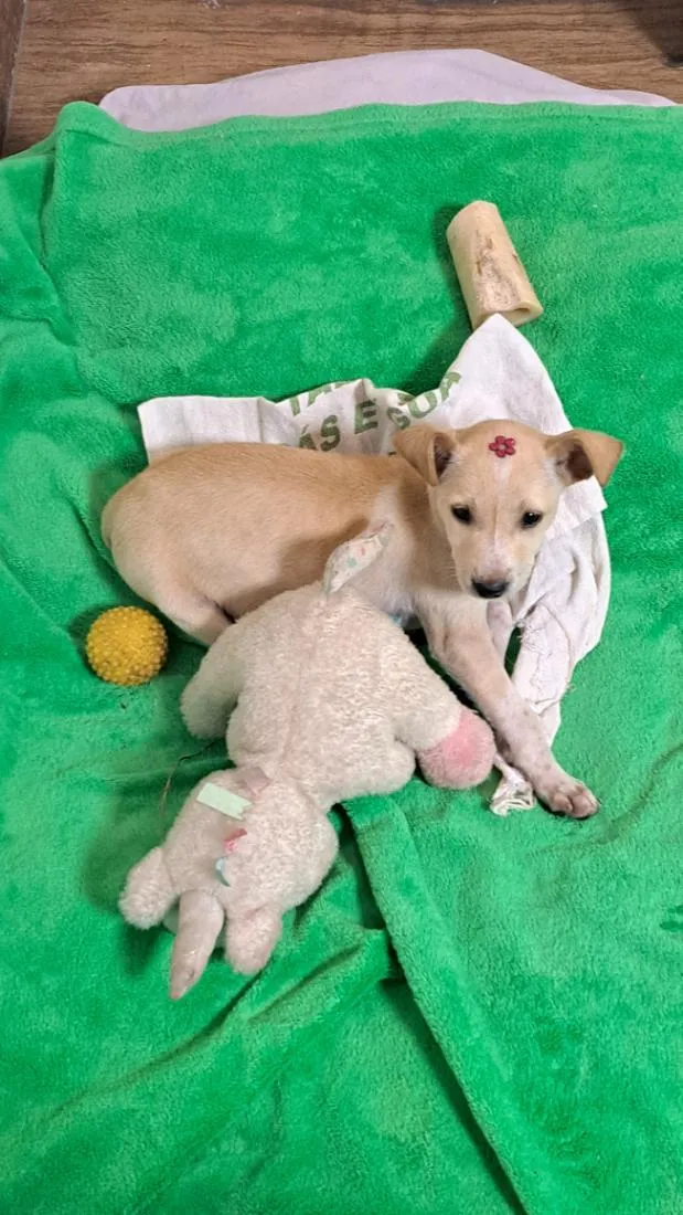 Cachorro raça SRD-ViraLata idade 2 a 6 meses nome Antônia
