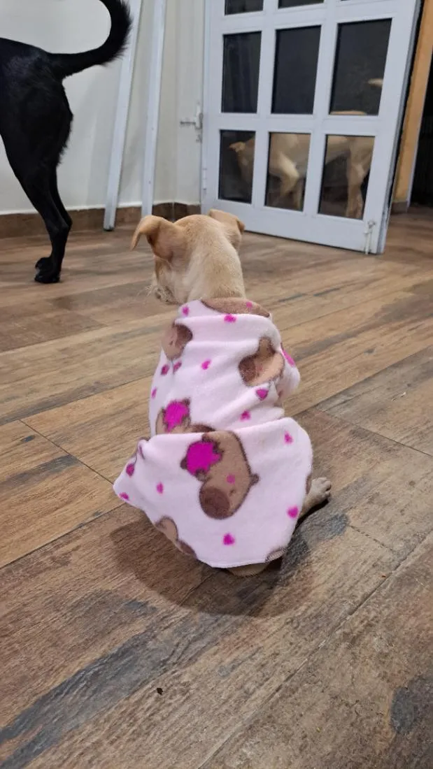 Cachorro raça SRD-ViraLata idade 2 a 6 meses nome Antônia