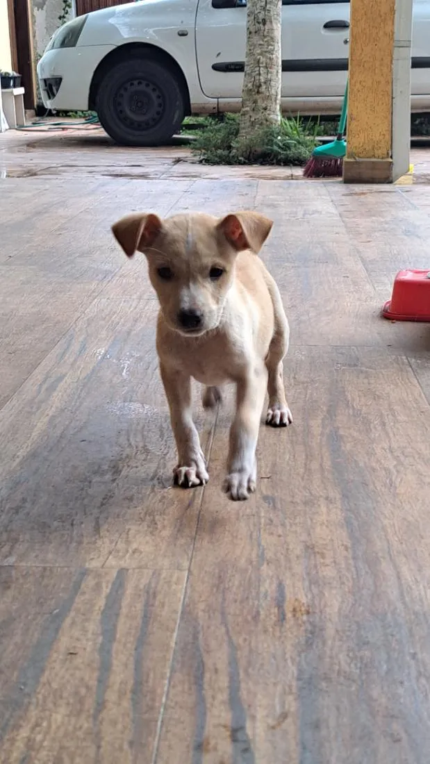 Cachorro raça SRD-ViraLata idade 2 a 6 meses nome Antônia