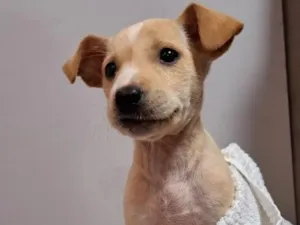 Cachorro raça SRD-ViraLata idade 2 a 6 meses nome Antônia