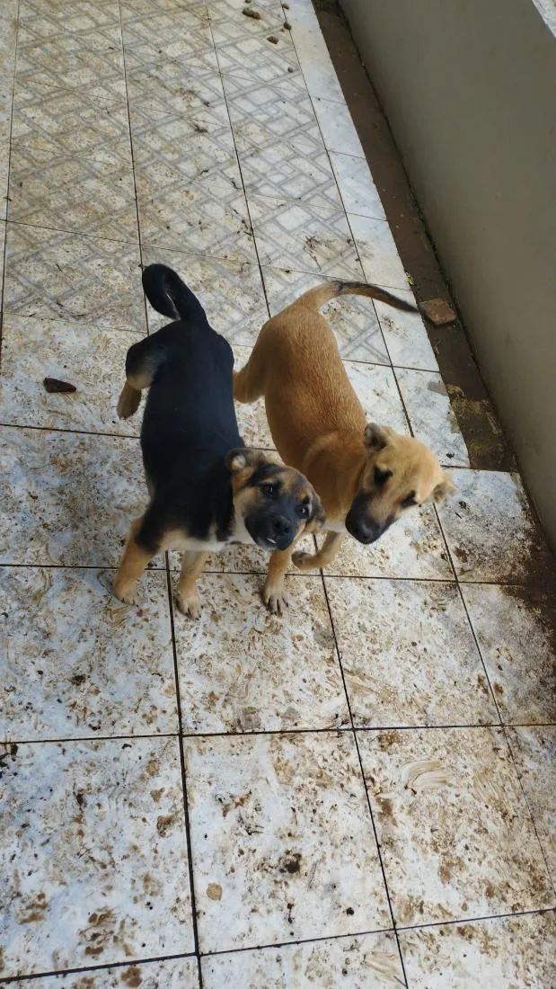 Cachorro raça SRD-ViraLata idade 2 a 6 meses nome petisco e farofa 