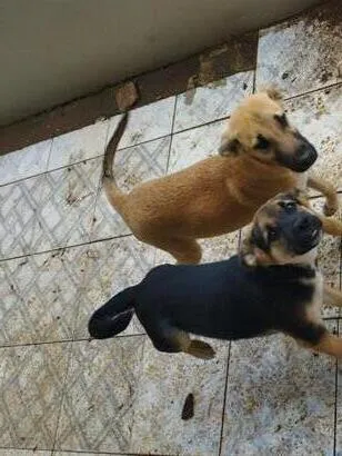 Cachorro raça SRD-ViraLata idade 2 a 6 meses nome petisco e farofa 