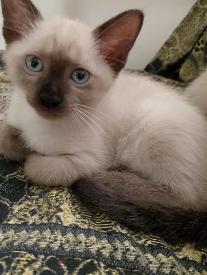 Gato raça SRD-ViraLata idade 2 a 6 meses nome Mimosa a bicolor, as siamesas são Diana e Serena.