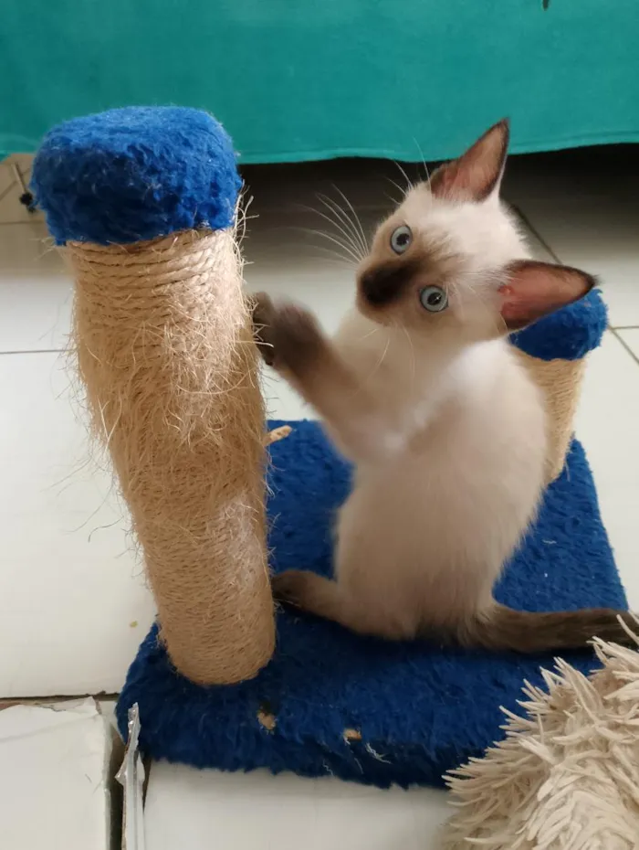 Gato raça SRD-ViraLata idade 2 a 6 meses nome Mimosa a bicolor, as siamesas são Diana e Serena.