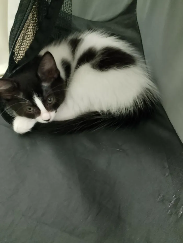 Gato raça SRD-ViraLata idade 2 a 6 meses nome Mimosa a bicolor, as siamesas são Diana e Serena.