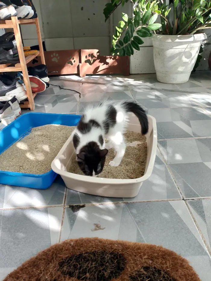 Gato raça SRD-ViraLata idade 2 a 6 meses nome Mimosa a bicolor, as siamesas são Diana e Serena.