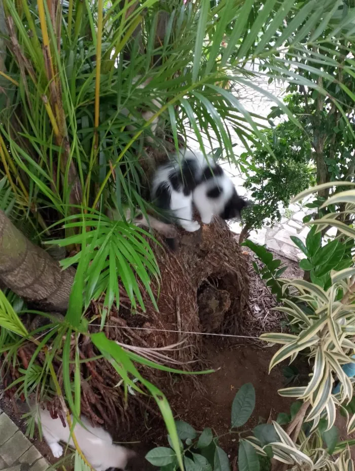 Gato raça SRD-ViraLata idade 2 a 6 meses nome Mimosa a bicolor, as siamesas são Diana e Serena.