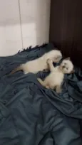 Mimosa a bicolor, as siamesas são Diana e Serena.