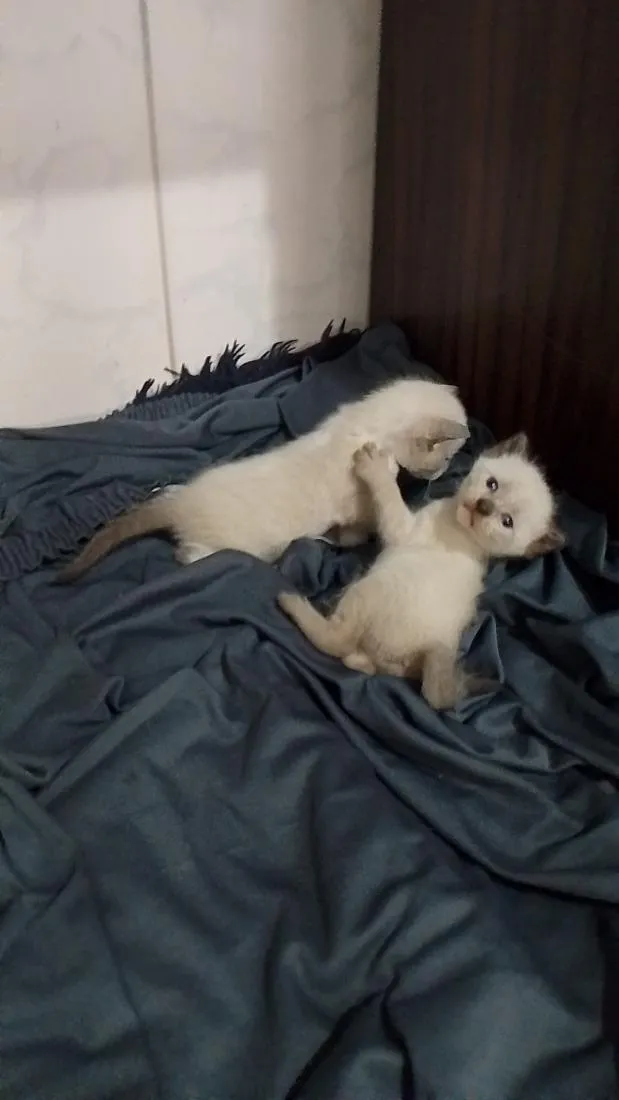 Gato raça SRD-ViraLata idade 2 a 6 meses nome Mimosa a bicolor, as siamesas são Diana e Serena.