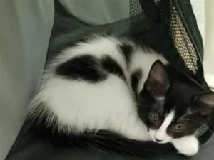 Gato raça SRD-ViraLata idade 2 a 6 meses nome Mimosa a bicolor, as siamesas são Diana e Serena.
