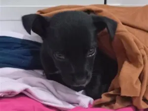 Cachorro raça SRD-ViraLata idade Abaixo de 2 meses nome não tem ainda pois eu encontrei ele na rua 
