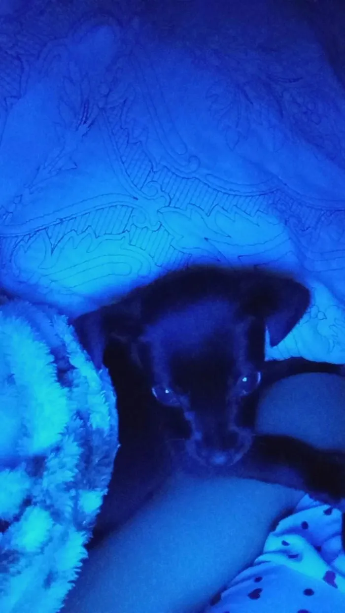 Cachorro raça SRD-ViraLata idade Abaixo de 2 meses nome não tem ainda pois eu encontrei ele na rua 